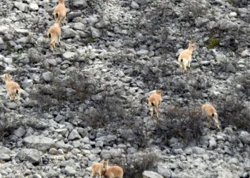 Dağ keçileri havadan görüntülendi