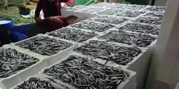 Hamsi bereketi sürüyor
