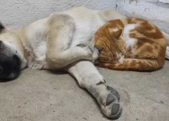 Tunceli’de kedi ve köpeklerin sevimliği dostluğu