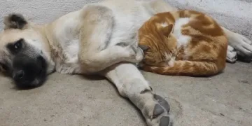 Tunceli’de kedi ve köpeklerin sevimliği dostluğu
