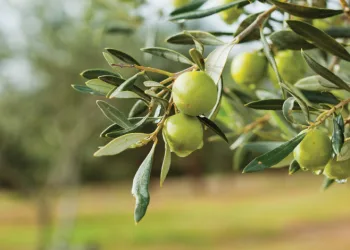 Çiftçilere 50 bin zeytin fidanı dağıtacak