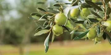 Çiftçilere 50 bin zeytin fidanı dağıtacak