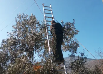 Lezzet ödüllü Butko Zeytini’nin hasadı sürüyor