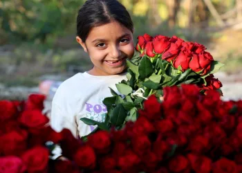 Adana’da gül hasadı yüz güldürdü
