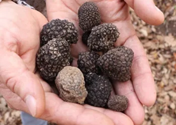 Dünyanın en pahalı mantarı Samsun’da