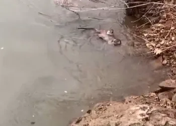 Sucul ekosistemlerin vazgeçilmezleri