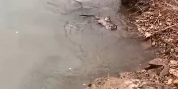 Sucul ekosistemlerin vazgeçilmezleri