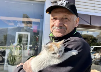 Motora sığınan yavru kedi