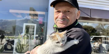Motora sığınan yavru kedi