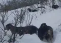 Karlı yaylada müzik molası