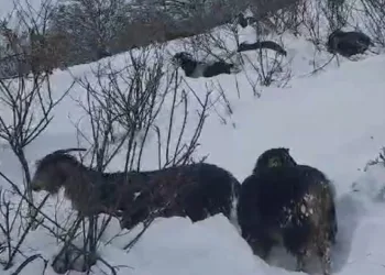 Karlı yaylada müzik molası