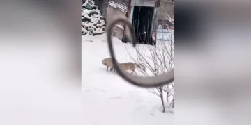 Kartpostallık görüntüler