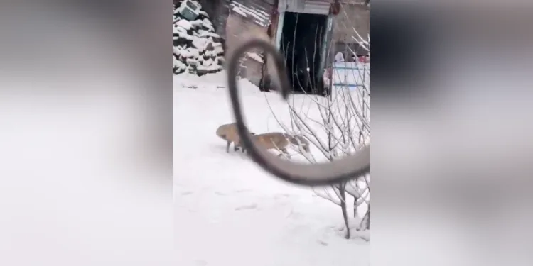 Kartpostallık görüntüler
