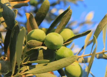 “Zeytin Ağacı Günü” kutlanıyor