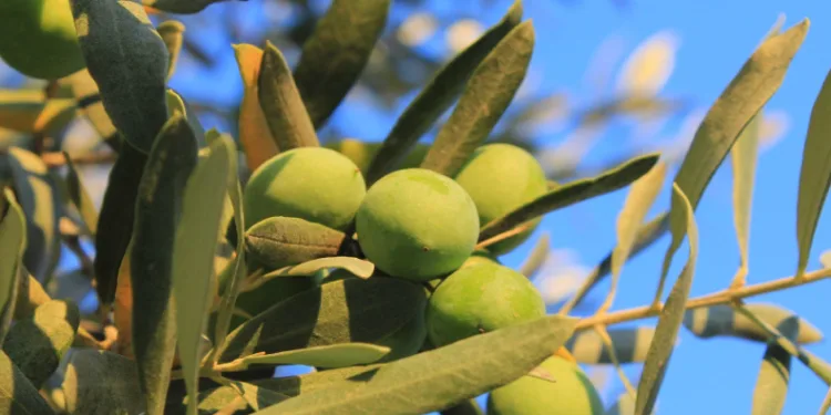“Zeytin Ağacı Günü” kutlanıyor
