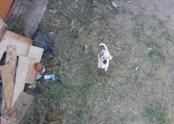 Buz sarkıtları yarım metre