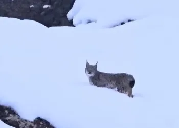 Vaşakların nesli tükeniyor