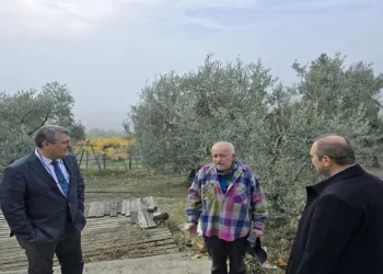 Asırlık zeytin ağaçları tescillenecek