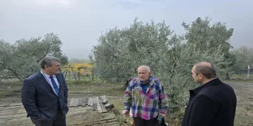 Asırlık zeytin ağaçları tescillenecek