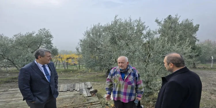 Asırlık zeytin ağaçları tescillenecek