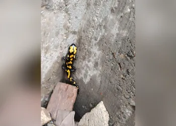Ayakkabı alırken dikkat