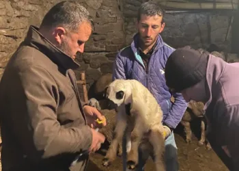 Küçükbaşlar sağlık taramasından geçiyor