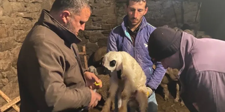 Küçükbaşlar sağlık taramasından geçiyor