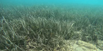 Deniz çayırlarının son kalesi: Aydıncık