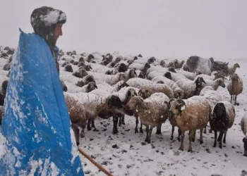 Koyun sürüsü kar, tipiye yakalandı