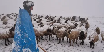 Koyun sürüsü kar, tipiye yakalandı