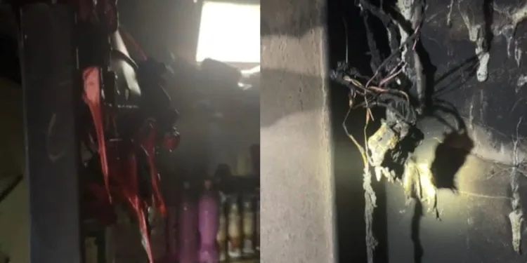 Yavru kediler varilde ölü bulundu