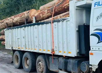 Denizdeki hayvan leşi Sahil Güvenliği alarma geçirdi