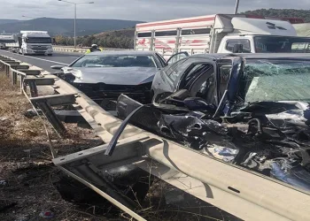 Yavru kediler varilde ölü bulundu