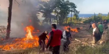 Yavru kediler varilde ölü bulundu