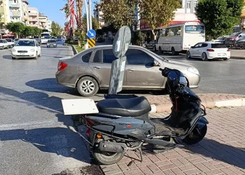Yavru kediler varilde ölü bulundu