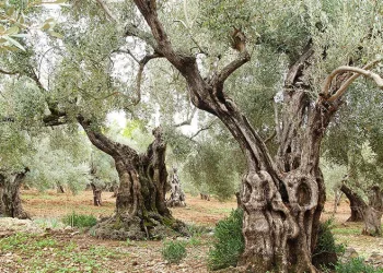 Bugün tüm dünya da “Zeytin Ağacı Günü” kutlanıyor