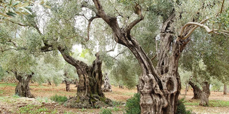 Bugün tüm dünya da “Zeytin Ağacı Günü” kutlanıyor