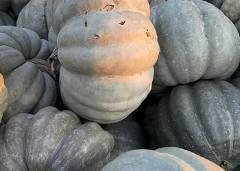 Ünlü bal kabağı tezgaha indi