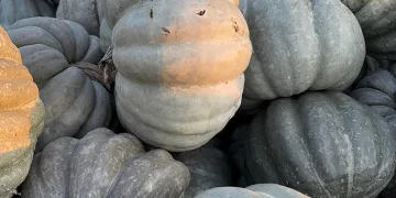 Ünlü bal kabağı tezgaha indi