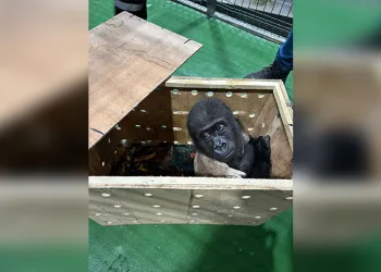 İstanbul Havalimanı’nda bulunan yavru gorilin şüpheli kaçakçısına Tayland’da baskın