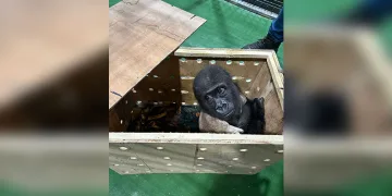 İstanbul Havalimanı’nda bulunan yavru gorilin şüpheli kaçakçısına Tayland’da baskın