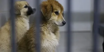 Can dostlar yeni yuvalarına kavuşuyor