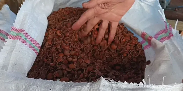 Karadeniz’de fındık kabuğu fiyatları düştü