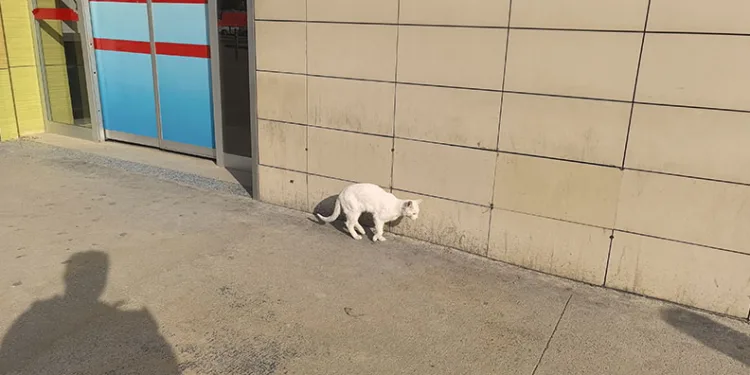 Bursa’da bacağı kırılan kedi hastaneye geldi