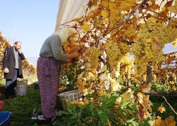 Yeni yılın ilk sofralarını Manisa’nın üzümü tatlandıracak