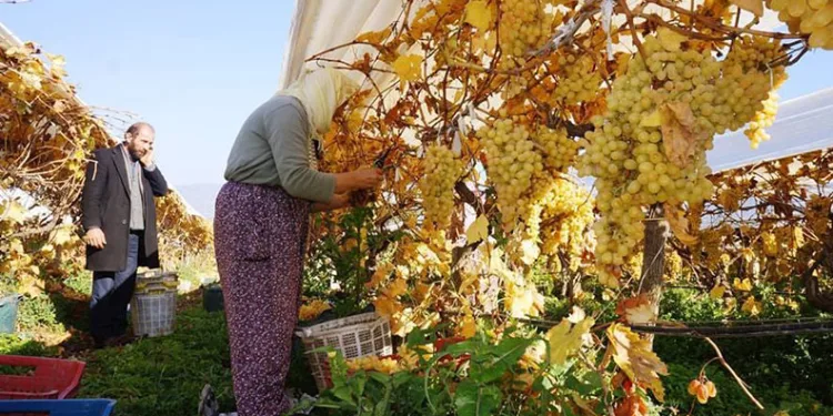 Yeni yılın ilk sofralarını Manisa’nın üzümü tatlandıracak