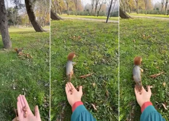 Bursa’da sincabı kendi elleriyle besledi