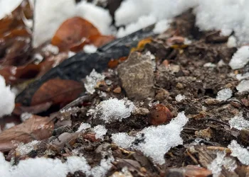 Ormanlarda gençleştirme çalışmaları sürüyor