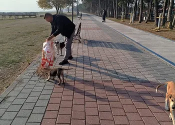 Sokak hayvanlarına kış desteği