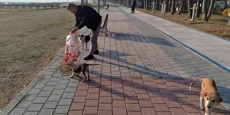 Sokak hayvanlarına kış desteği